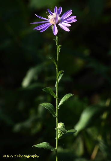 {Symphyotrichum georgianum}